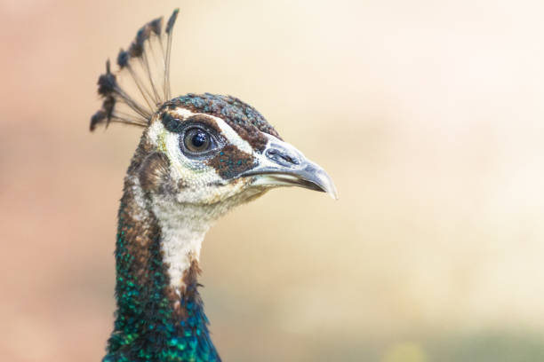 Pheasants and Partridges (Phasianidae) Indian Peafowl (Pavo cristatus)
