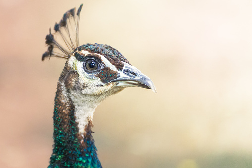 Green peacock , Portrait of wild peacock in thailand.