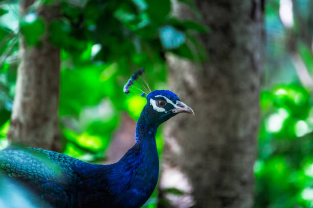 Green peacock , Portrait of wild peacock in thailand.