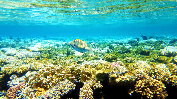 istock Tropical fish and colorful coral reef underwater 855055984