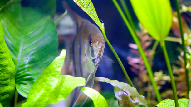 istock Angelfish in Planted Aquarium 855062036