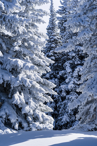 Frosted Snowy Trees Vail Colorado Winter Wonderland Stock Photo - Download  Image Now - iStock