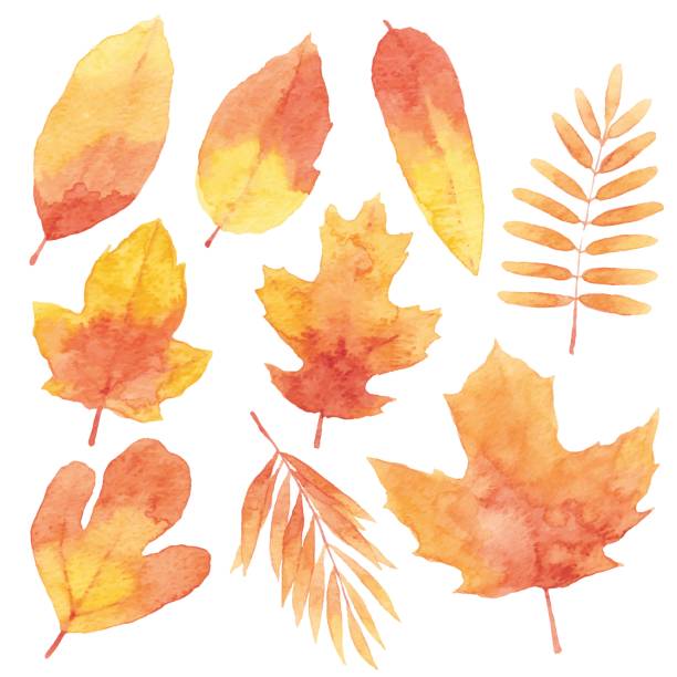 Watercolor Red Leaves Vector illustration of watercolor painting. aspen leaf stock illustrations