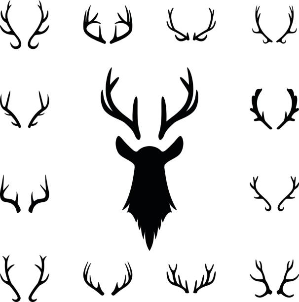 geyik s kafası ve boynuzları ayarlayın. tasarım öğeleri geyik - boynuzlu illüstrasyonlar stock illustrations