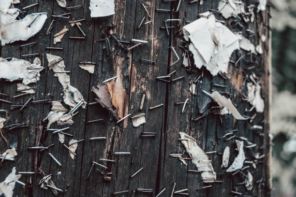 primosquando estremo di palo telegrafico in legno con graffette arruggini e pezzi di carta strappati - rusty textured textured effect staple foto e immagini stock