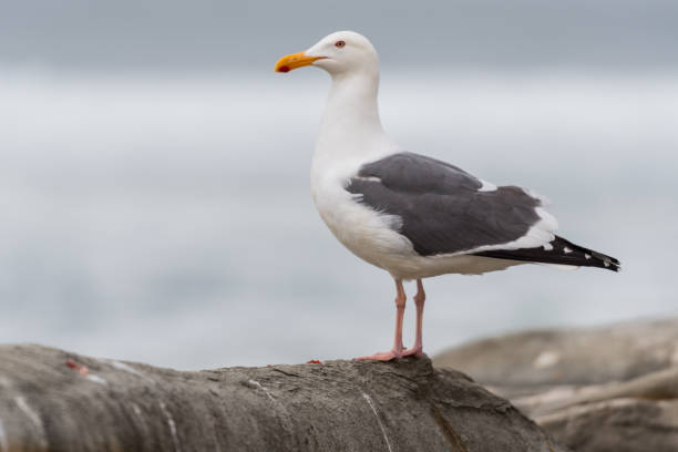 istock Seagull Medium Looking Out to Sea 855069508