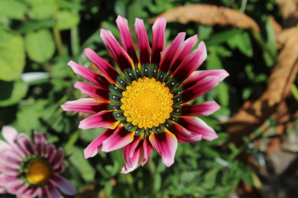 istock Beautiful Gazania flower 855074290