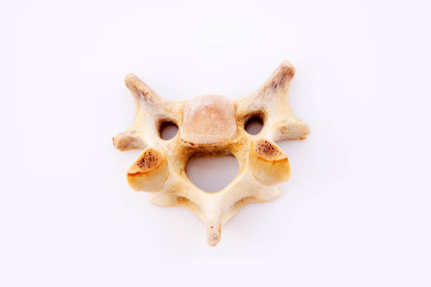 istock Bones in a white background, closeup of photo 855077180