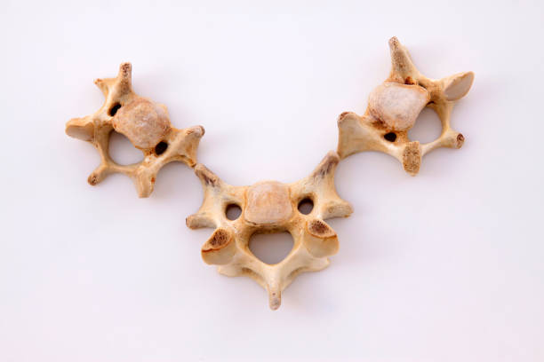 istock Bones in a white background, closeup of photo 855077232