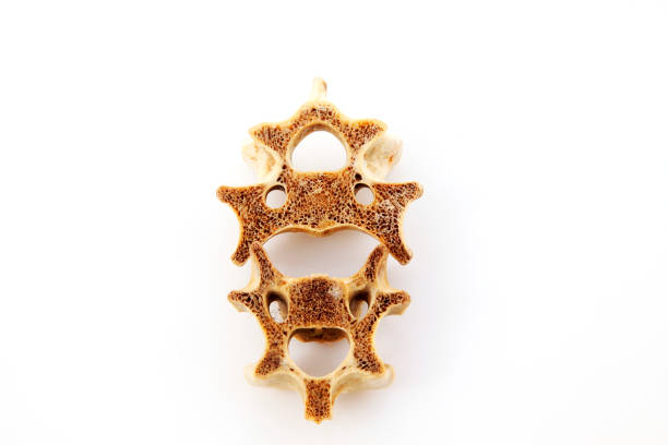 istock Bones in a white background, closeup of photo 855077266