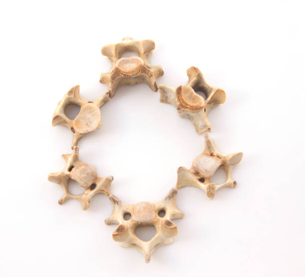 istock Bones in a white background, closeup of photo 855077288