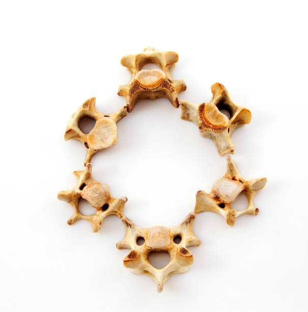 istock Bones in a white background, closeup of photo 855077350