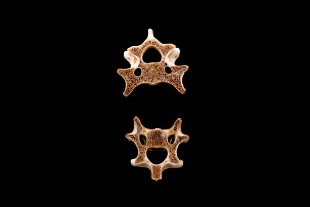 istock Bones in a black background, closeup of photo 855077444