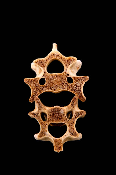 Bones in a black background, closeup of photo