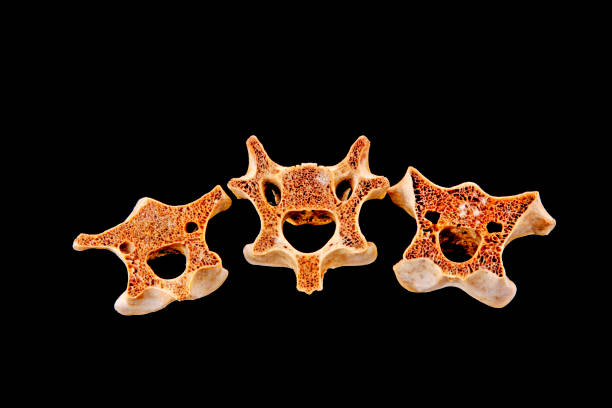 istock Bones in a black background, closeup of photo 855077620