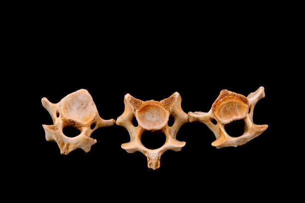 istock Bones in a black background, closeup of photo 855077668