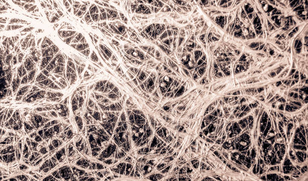 istock Incredible vascular plant fine roots looking like a neural network 855077750