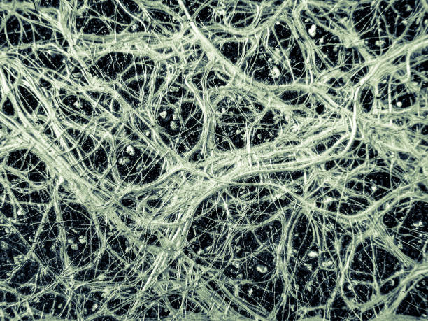 istock marvellous vascular plant fine roots looking like a neural network 855077832