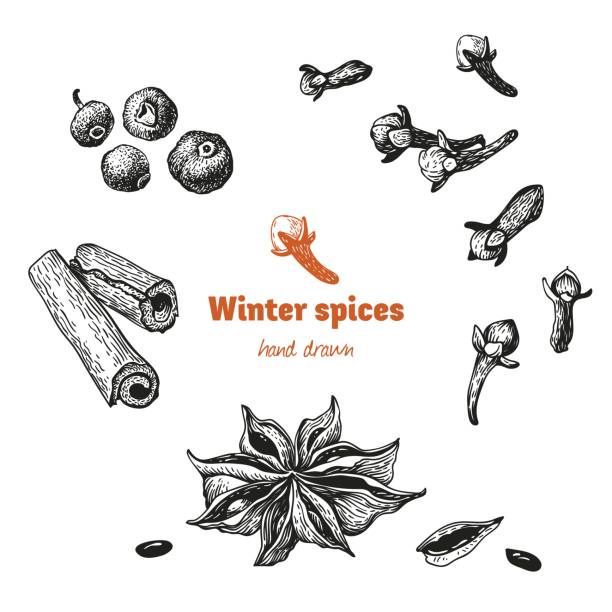 Winter spices isolated on white vector hand drawn illustration Detailed hand drawn vector illustration of badiam, cinnamon and cloves isolated on white background star anise stock illustrations