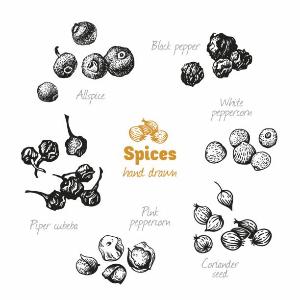 Assorted peppers isolated on white vector hand drawn illustration Detailed hand drawn vector illustration of peppers black, pink, white, cubeba, coriander, isolated on white background allspice stock illustrations