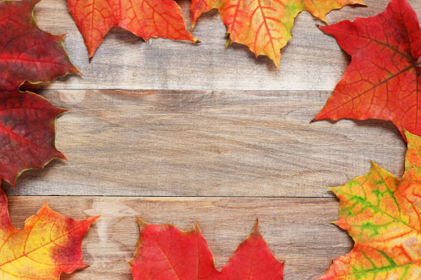 istock Wooden background with bright autumn leafs of maple 855081190