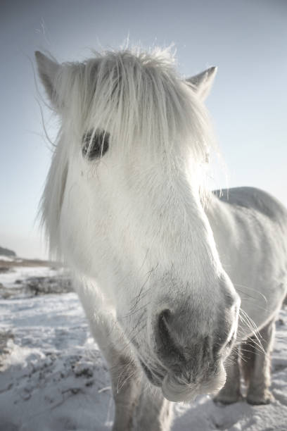 istock Portrait of a white horse 855081534