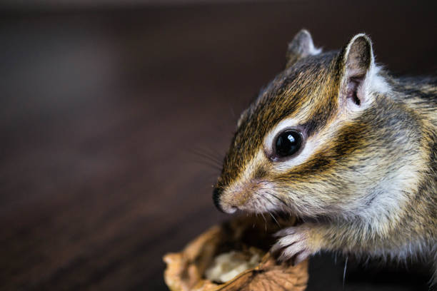 istock Portrait of a squirrel 855082428