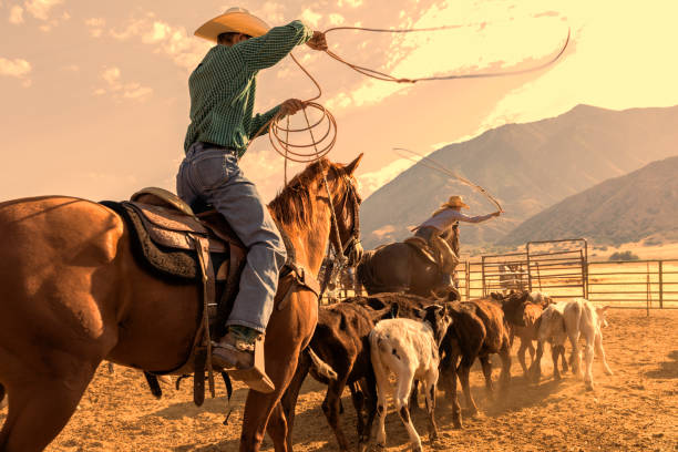 cowboy e cowgirl rebanho bezerros a fim de uma corda e marca-lo no início da manhã - marcar a ferro quente - fotografias e filmes do acervo