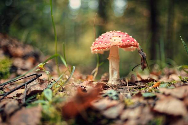 istock Amanita muscaria mushroom 855086796