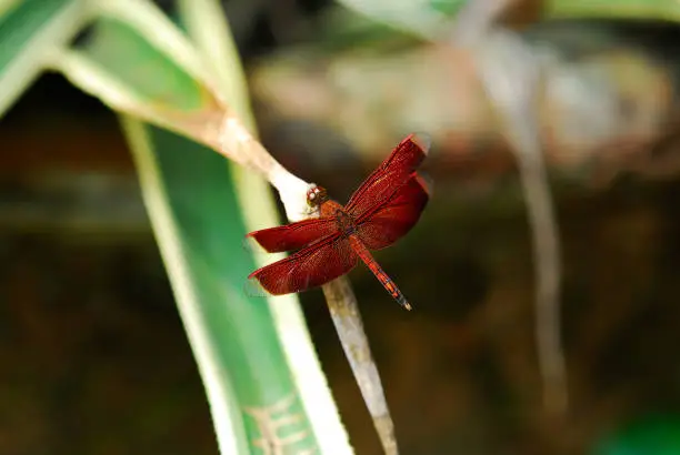 Red dragonfly sitting resting on green leaf in garden in the morning.