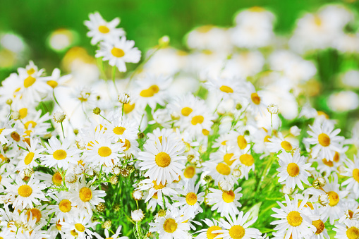 Chamomile flowers field  in sun ligh. Daisies background. Beautiful nature scene. Summer background.Chamomile field. Beautiful meadow.