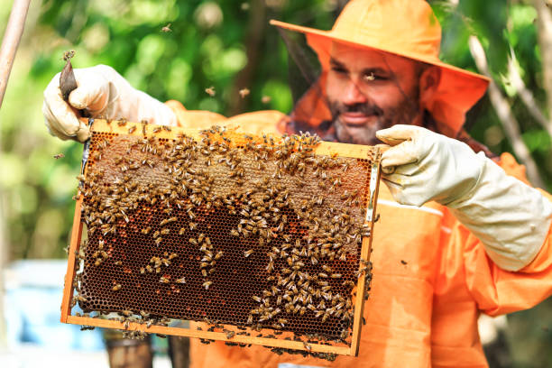 istock Beekeeper collecting honey selective focus on a honeycomb 855100758
