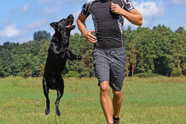 istock Man running with dog in the park at sunny day. 855106184