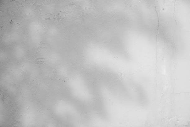 istock Black and White  abstract background textuer of shadows leaf on a concrete wall. 855113980