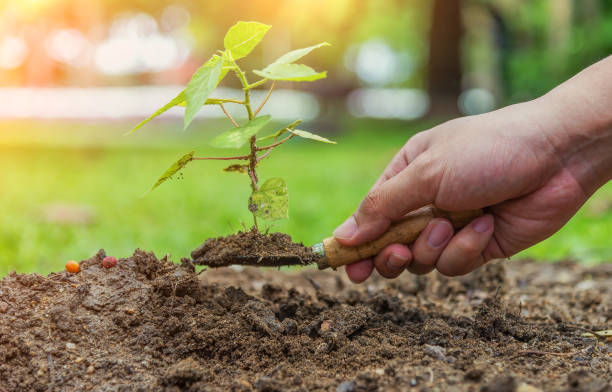 istock Hand holding small shuffle has little tree on it ready to be planted, growing tree, planting tree on soil