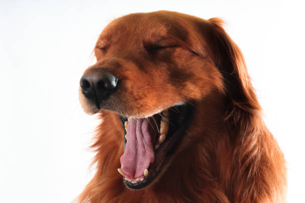 istock Dog Golden retriever 855121006