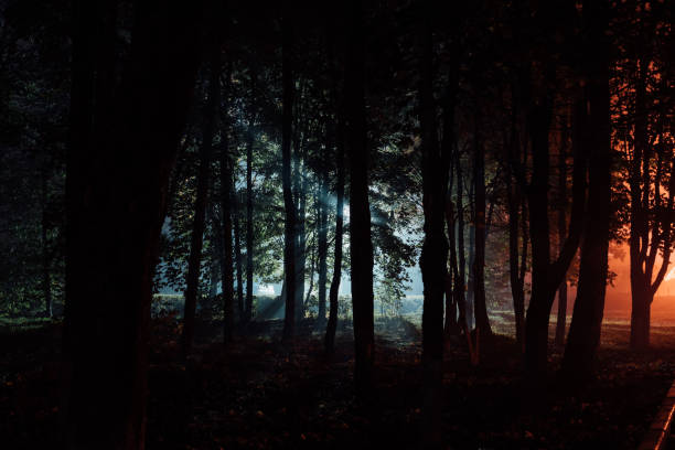 istock scary autumn park in the fog at night 855121134