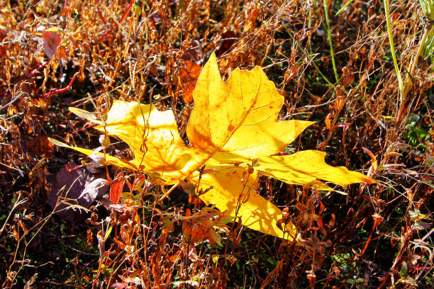 4 Seasons stock photo