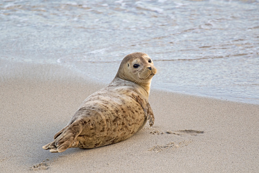 Harbor seal laying in the Pacific Ocean surf at La Jolla Cove, San Diego