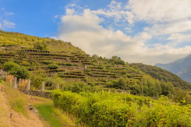 the slopes hilly  have been terraced  with the construction of dry stone supporting walls on which the pylons rise with  vineyards