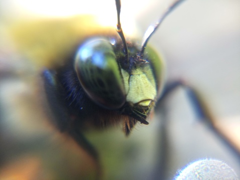 Closeup of the head of a bumlebee.