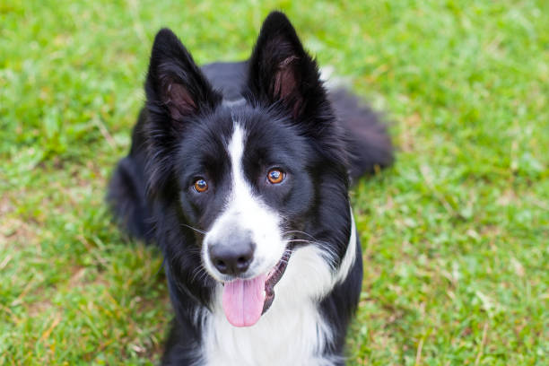 istock Border collie herding dog breed 855138168