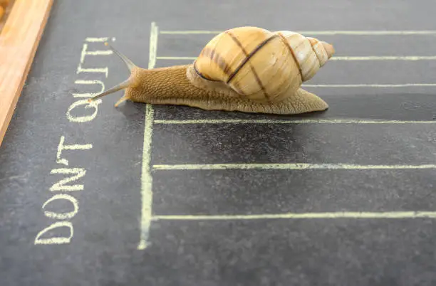 Strong snail arriving to finish line.