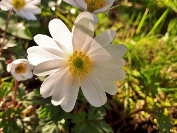 istock Translucent Anemone Blanda White Splendour Flower - Close-up 855138300