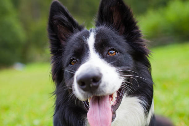 istock Border collie herding dog breed 855138622