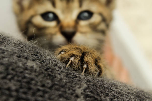 Kitten trying his claws Little, cute kitten trying his claws and climbing on a pullover. The cat was very young, it tried to explore the world, when met the camera. claw photos stock pictures, royalty-free photos & images