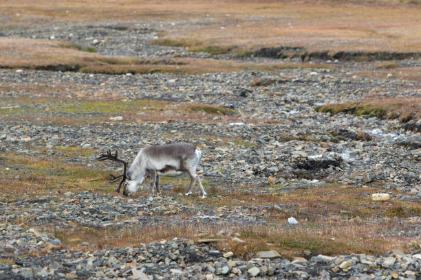 istock Svalbard reindeer, endemic subspecies 855150256
