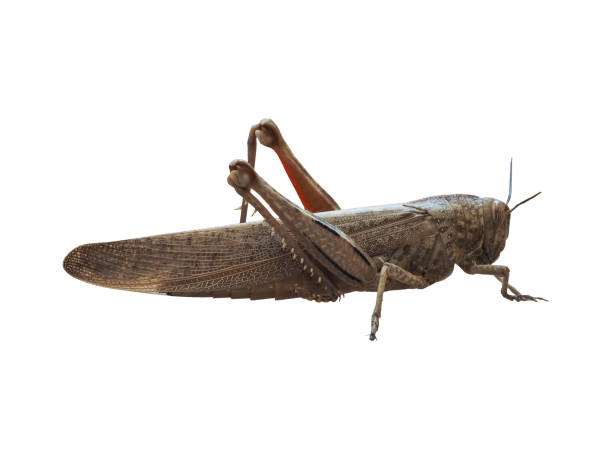 istock grasshopper insect animal isolated over white 855152946