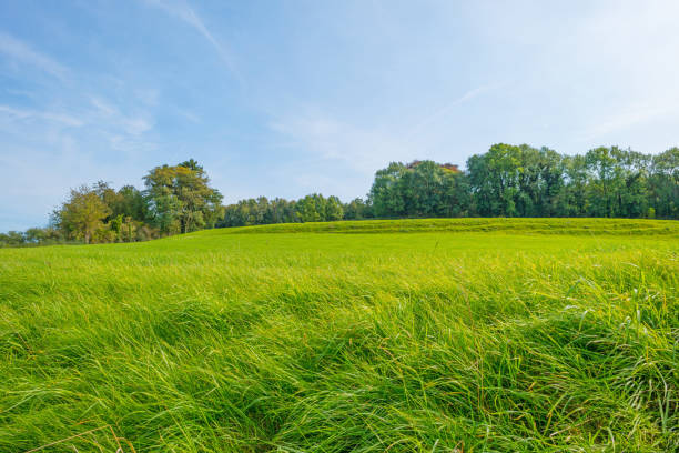 istock Panorama of a green meadow on a hill in sunlight at fall 855154170