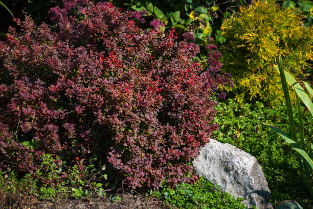 berberis thunbergii - arbusto con hojas rojas - agracejo rojo fotografías e imágenes de stock